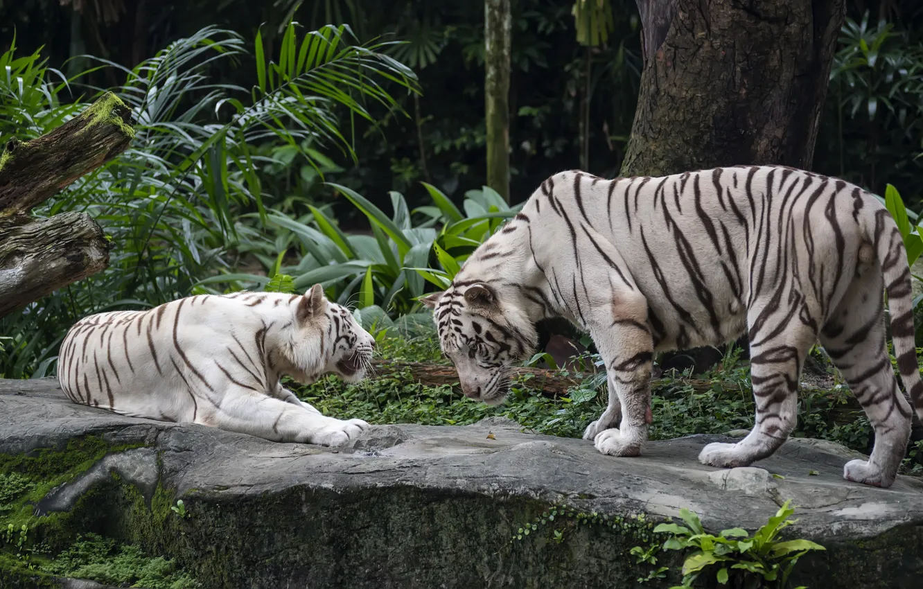 Photo wallpaper tiger, pair, white, two tigers