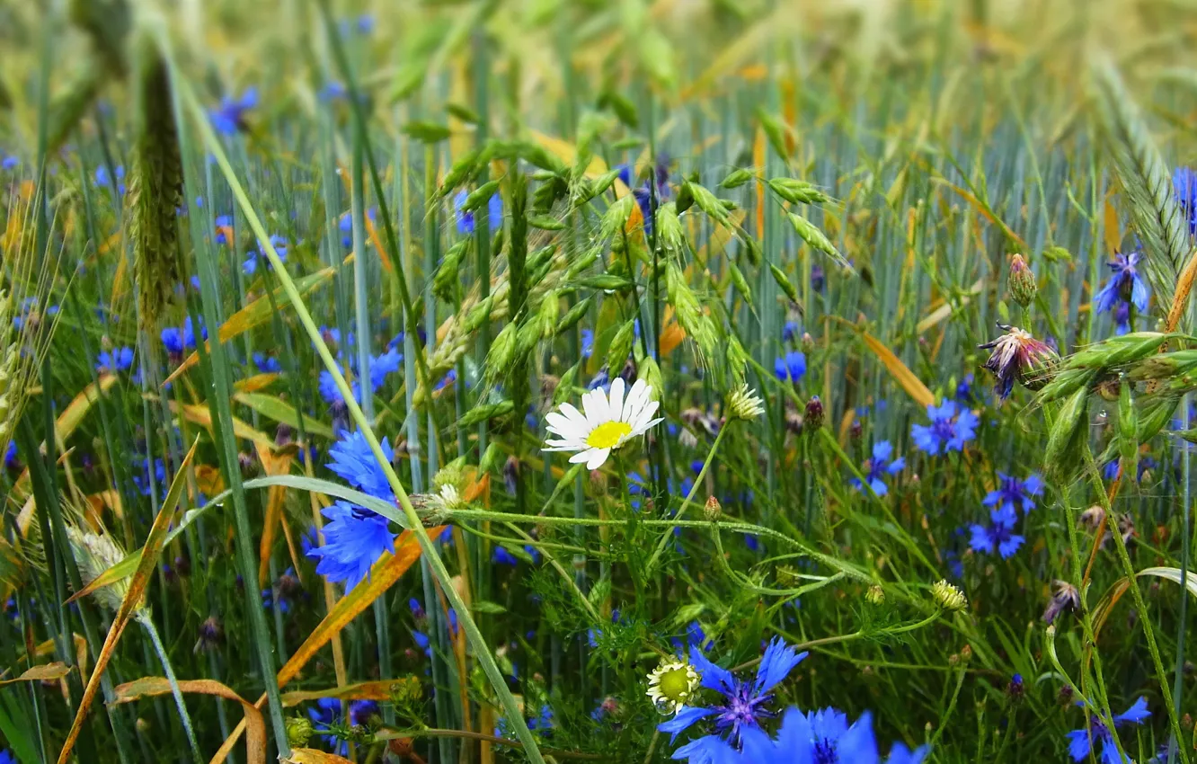 Photo wallpaper field, grass, flowers, chamomile, meadow
