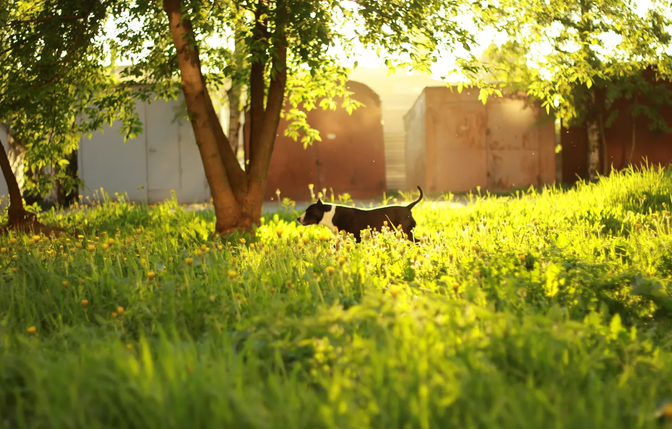 Photo wallpaper grass, leaves, the sun, trees, sunset, dog, day