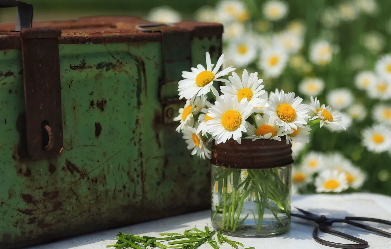 Photo wallpaper flowers, chamomile, Bank, chest, iron, a bunch, scissors, chamomile field