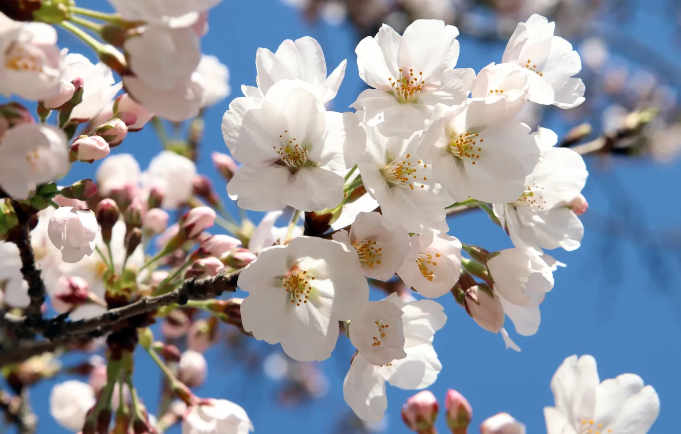 Photo wallpaper macro, light, flowers, branches, cherry, spring, white, flowering