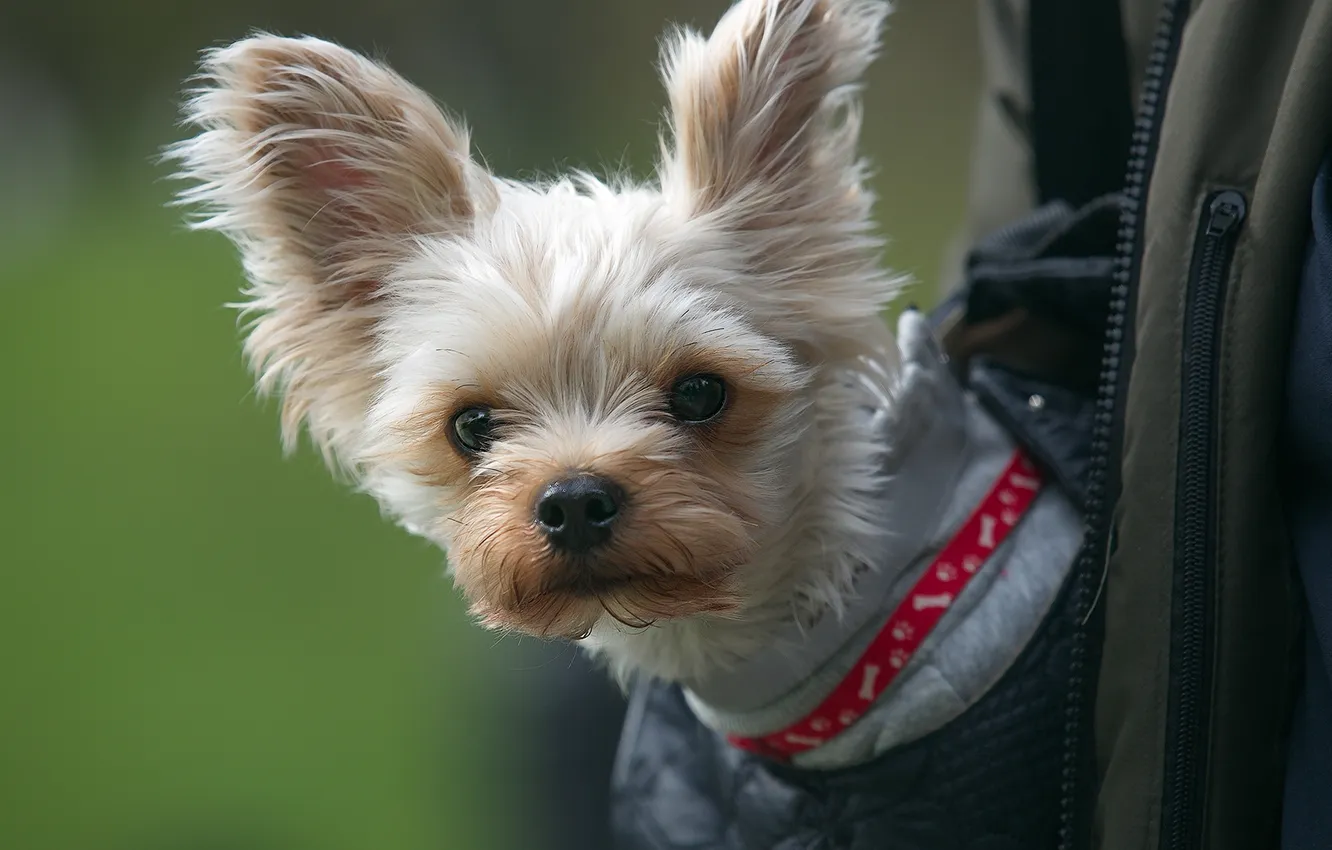 Photo wallpaper dog, ears, face, Yorkshire Terrier, dog, Vera Trandina