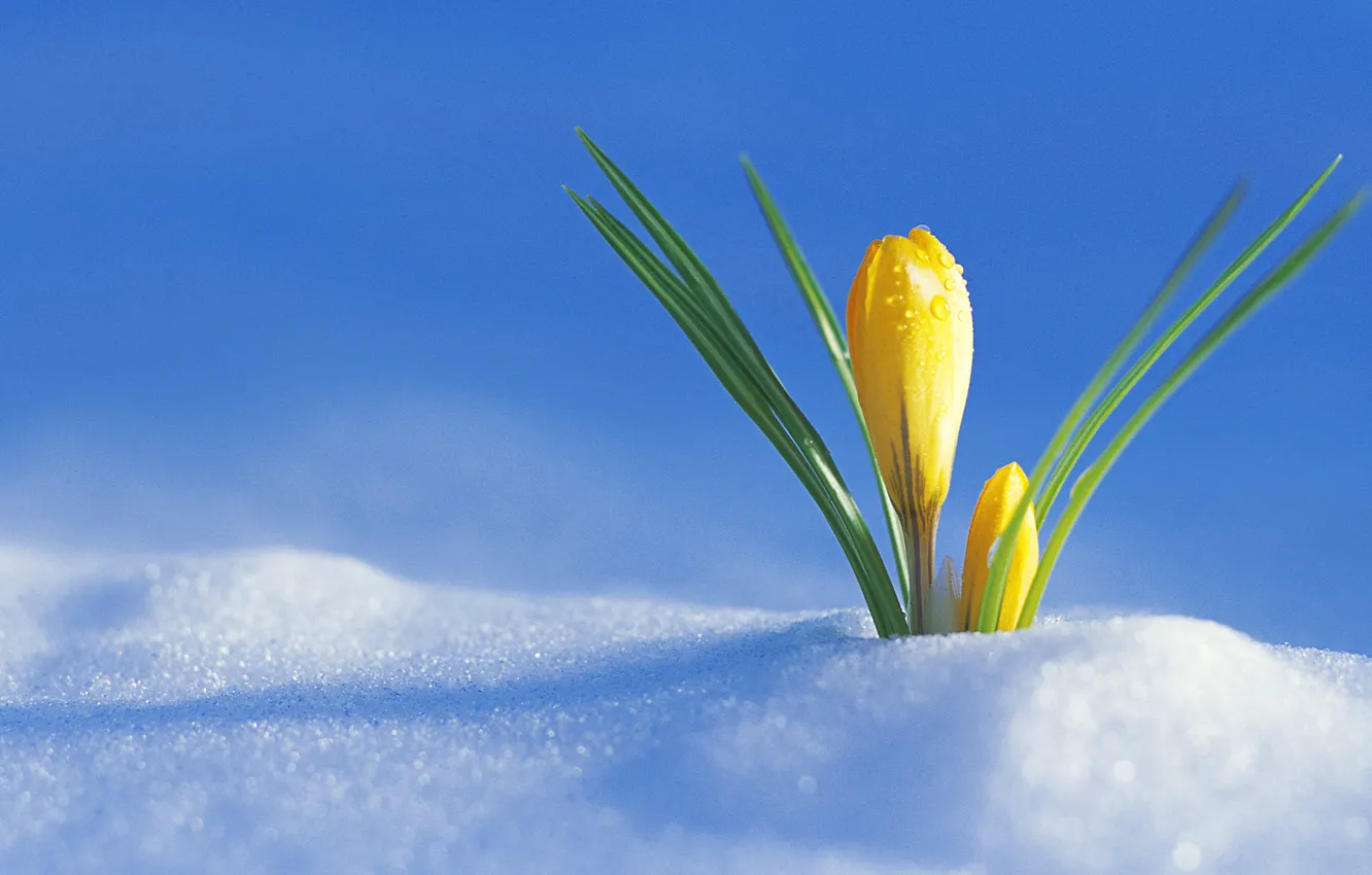 Photo wallpaper snow, sprouted, Yellow Crocus