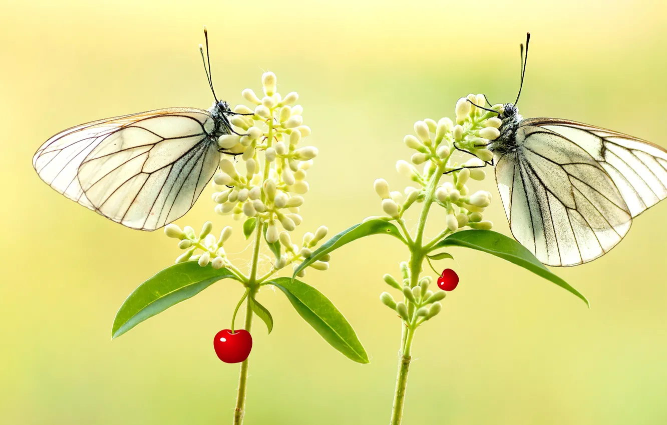 Photo wallpaper leaves, macro, flowers, background, butterfly, two, photoshop, pair