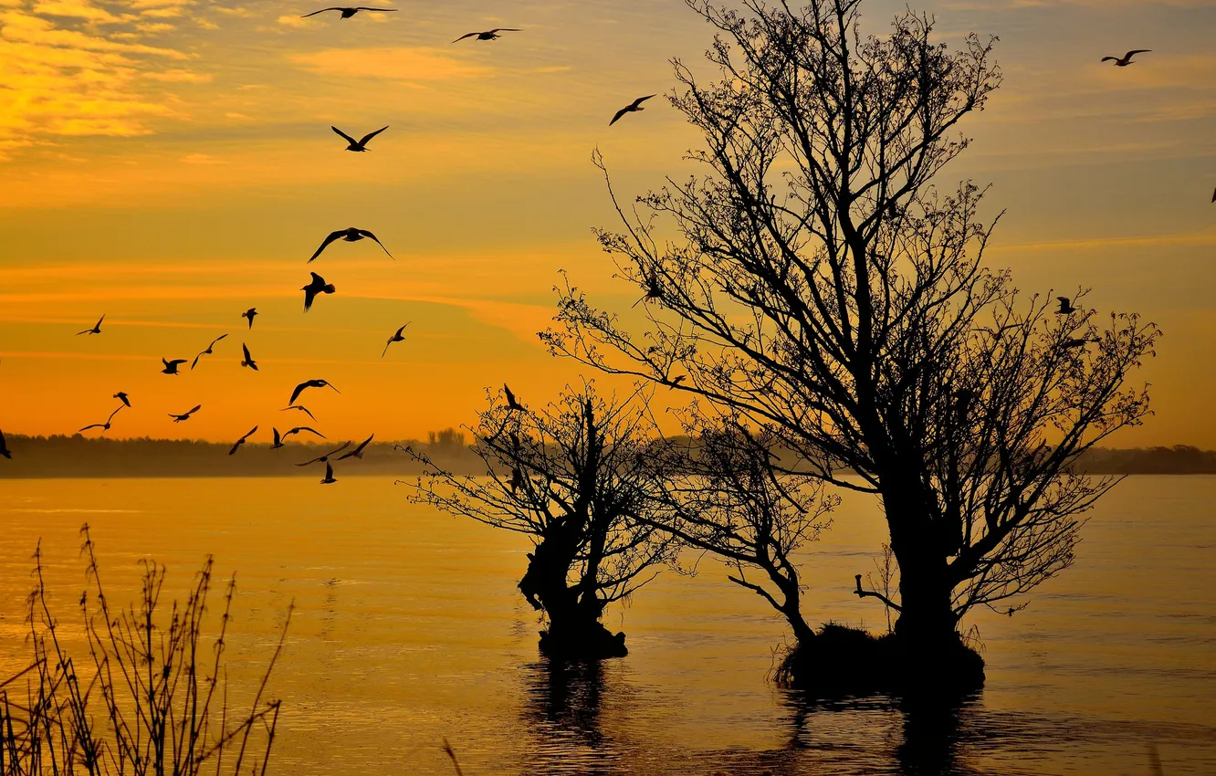 Photo wallpaper the sky, trees, lake, bird