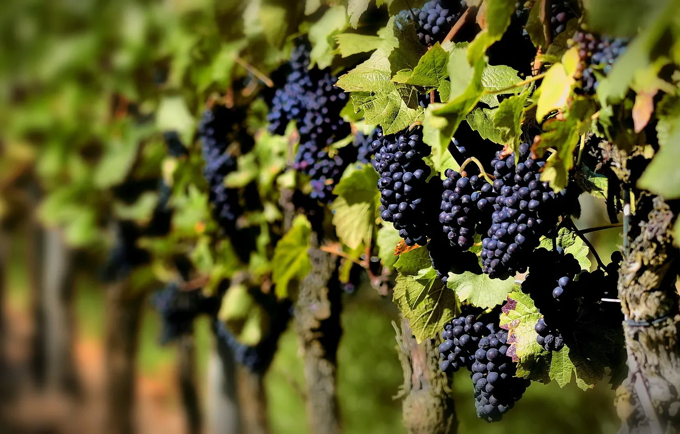 Photo wallpaper summer, nature, grapes