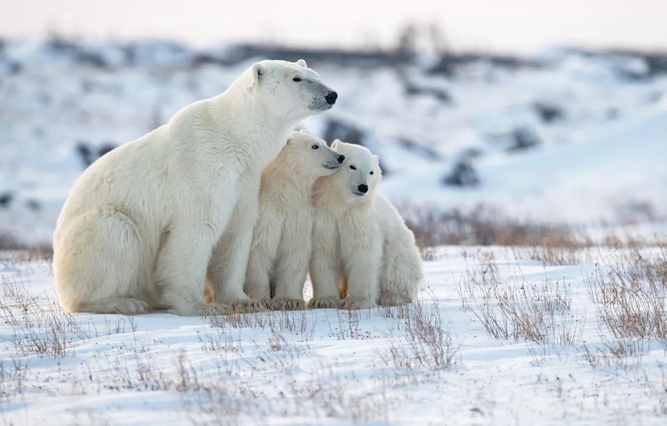 Photo wallpaper winter, snow, bears, bear, Polar bears, Polar bears