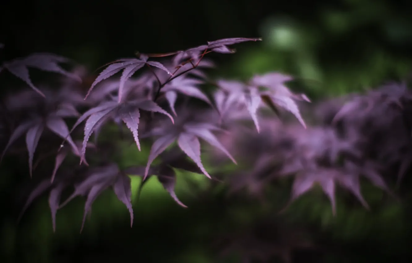 Photo wallpaper trees, branches, purple leaves