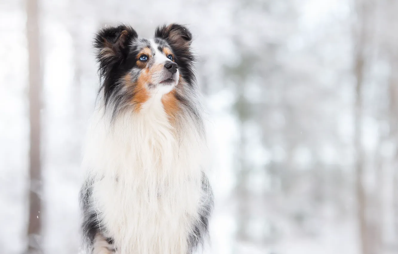 Photo wallpaper snow, background, dog, bokeh, Hugo