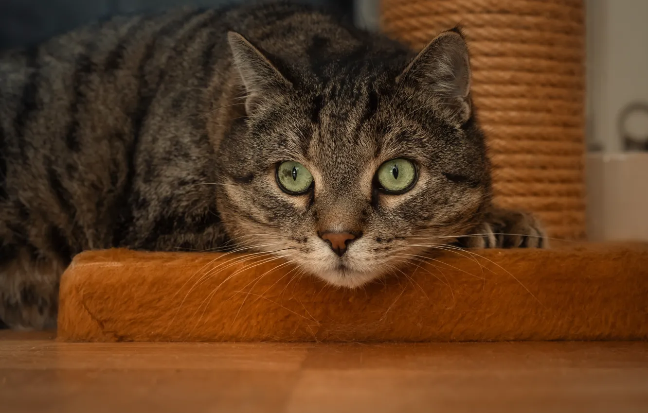 Photo wallpaper cat, look, pose, face, cat