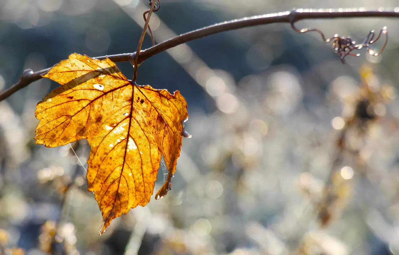 Photo wallpaper yellow, autumn, tree, leaf, twig
