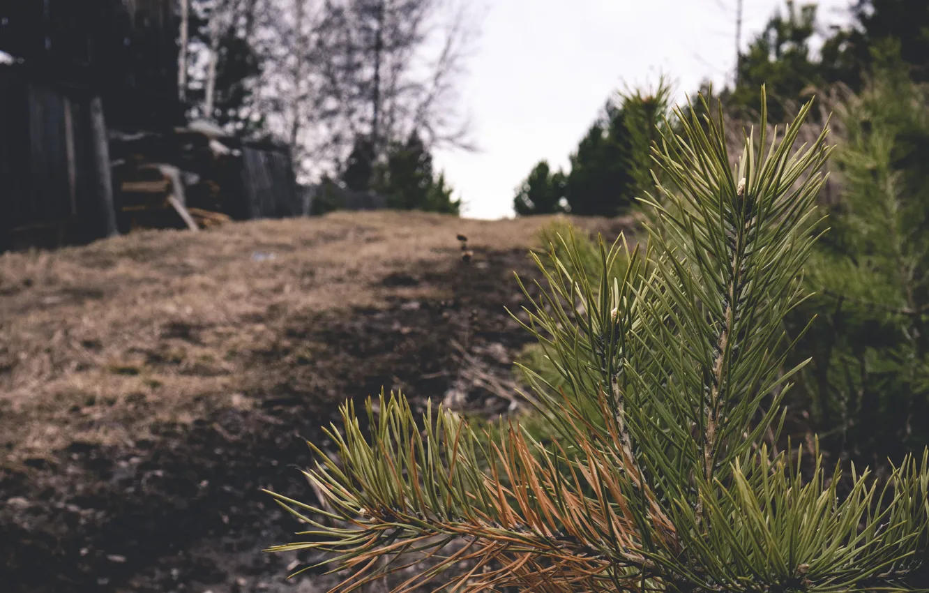 Photo wallpaper forest, macro, tree, village, the area