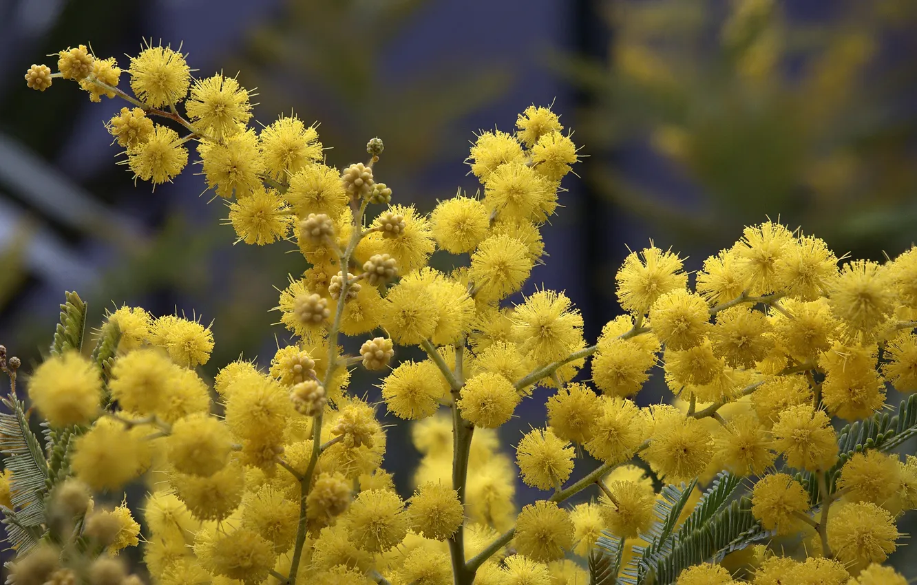 Photo wallpaper balls, flowers, spring, Mimosa