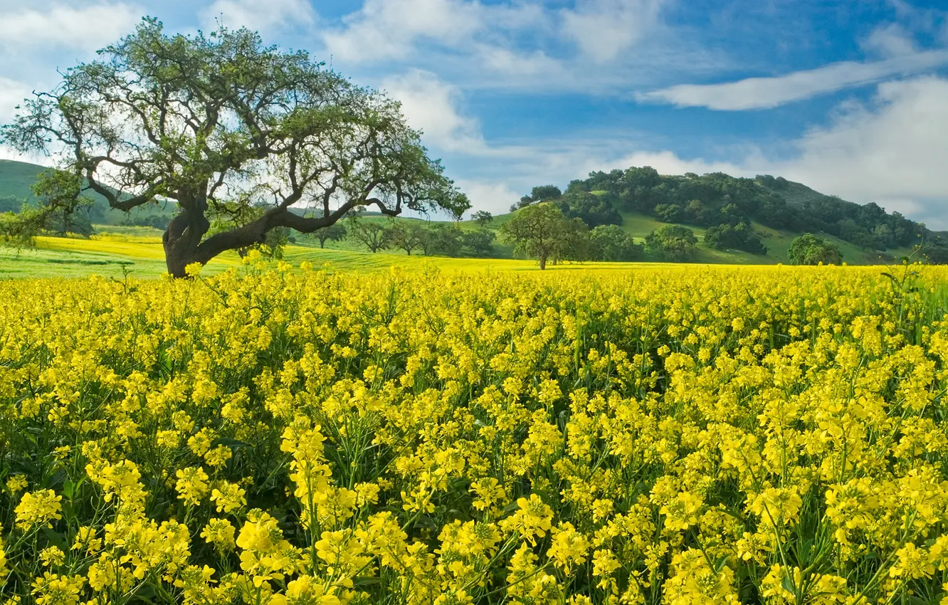Photo wallpaper field, trees, flowers, rape