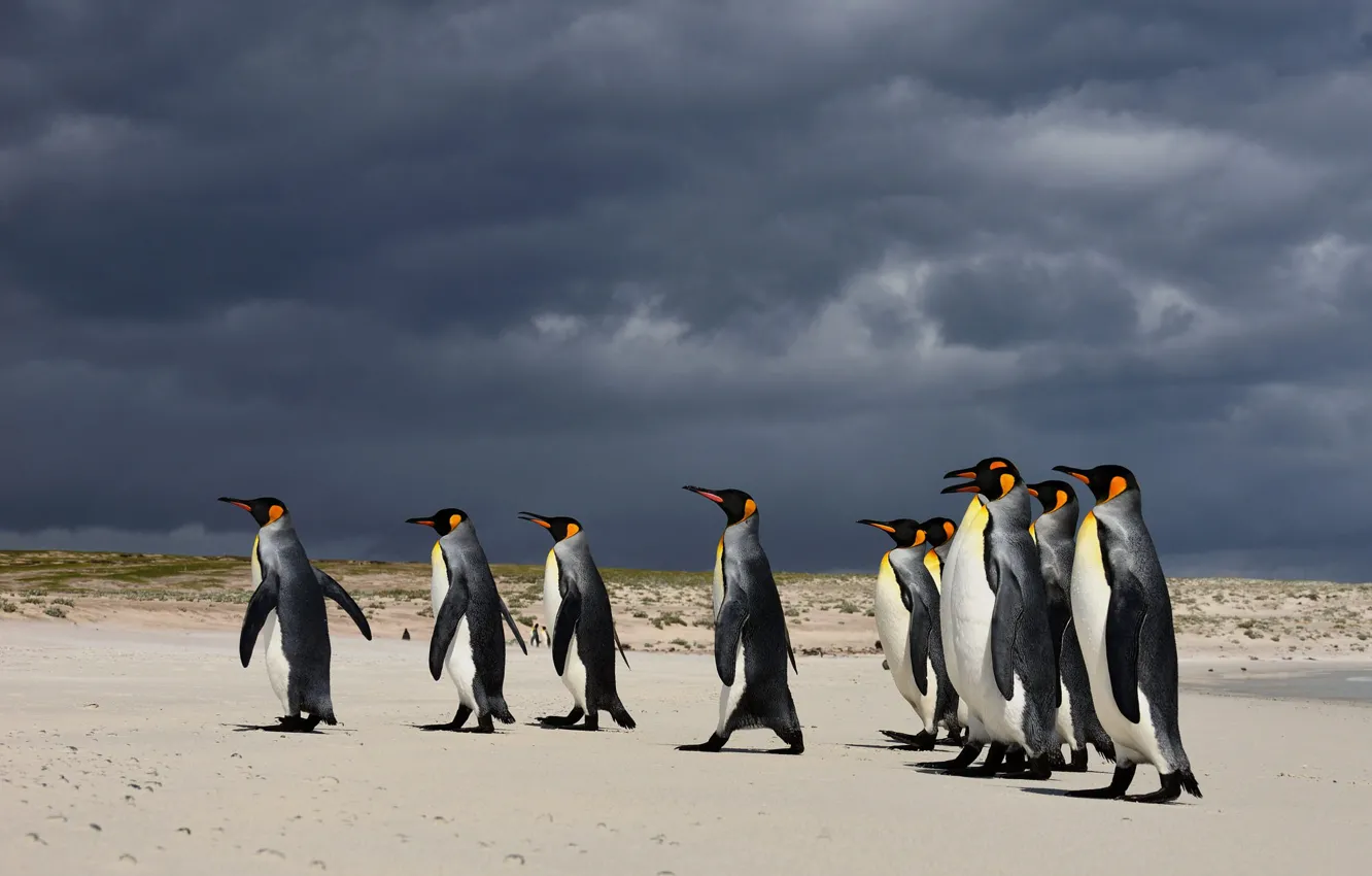 Photo wallpaper clouds, bird, shore, penguins