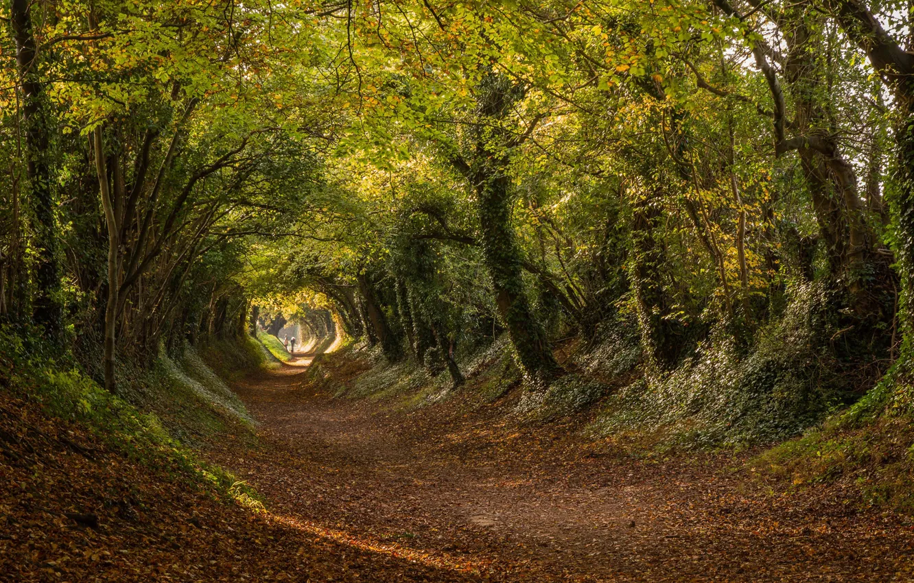 Photo wallpaper road, autumn, trees, England, the tunnel, the tunnel, England, West Sussex