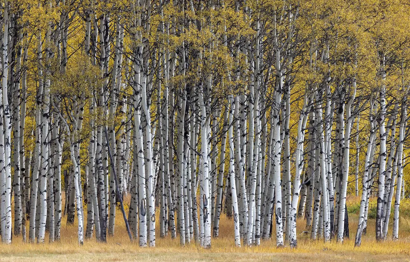 Photo wallpaper autumn, birch, grove