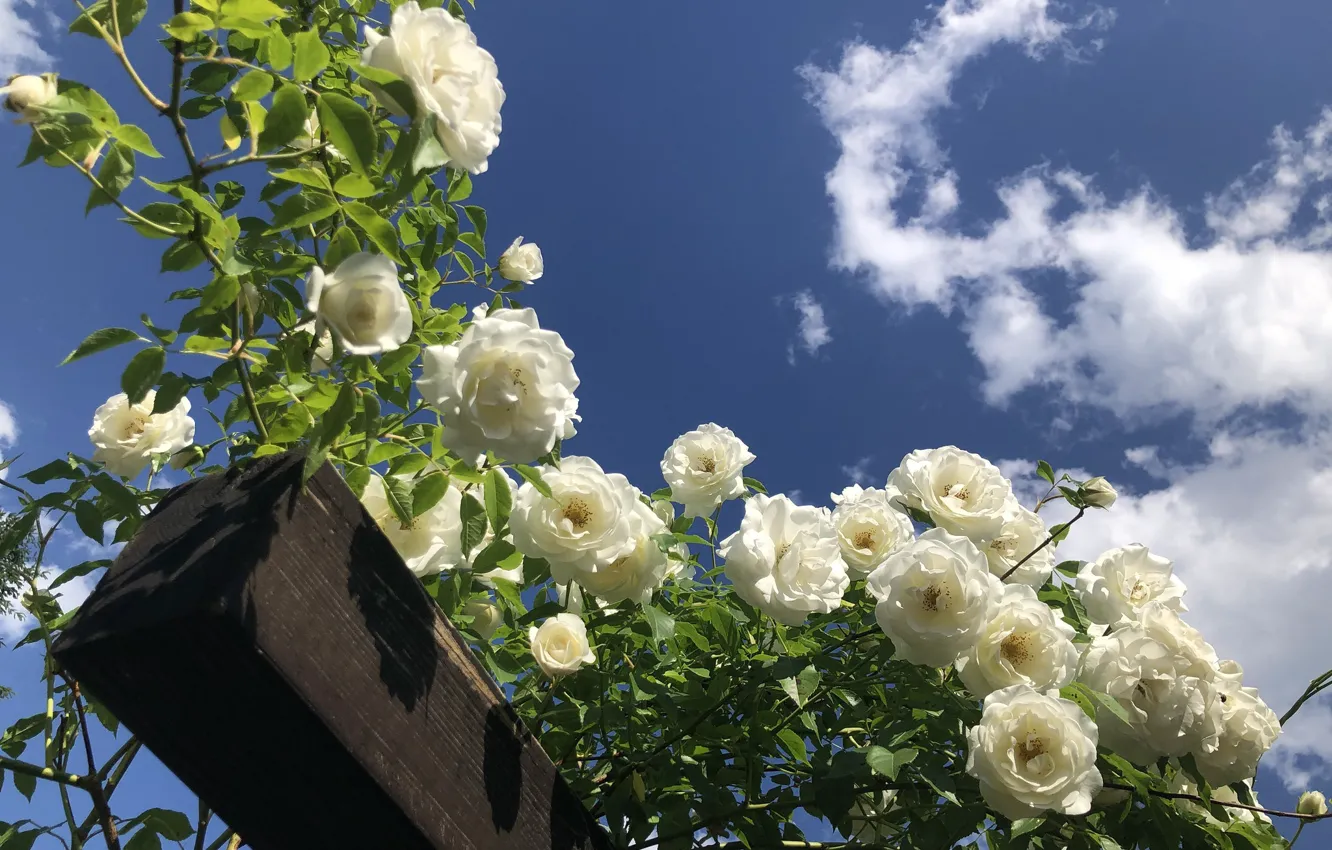 Photo wallpaper the sky, clouds, blue, roses, garden, support, white, bar