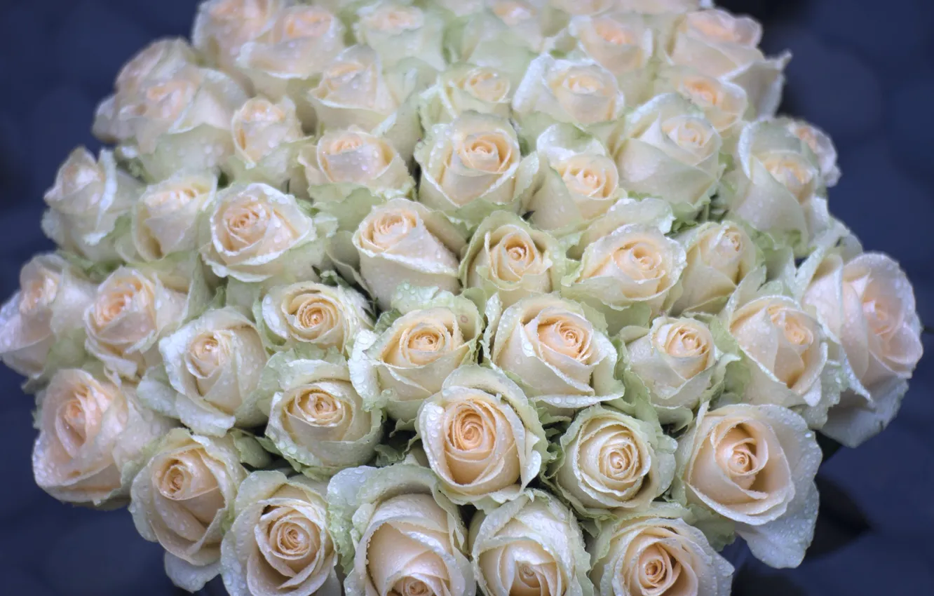 Photo wallpaper drops, roses, buds, bunch