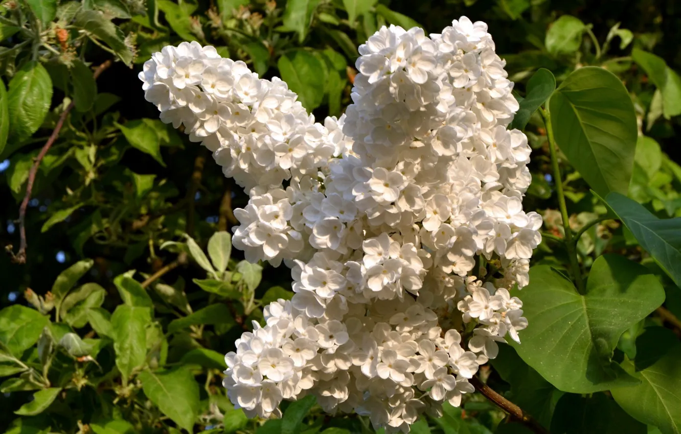 Photo wallpaper leaves, lilac, white lilac