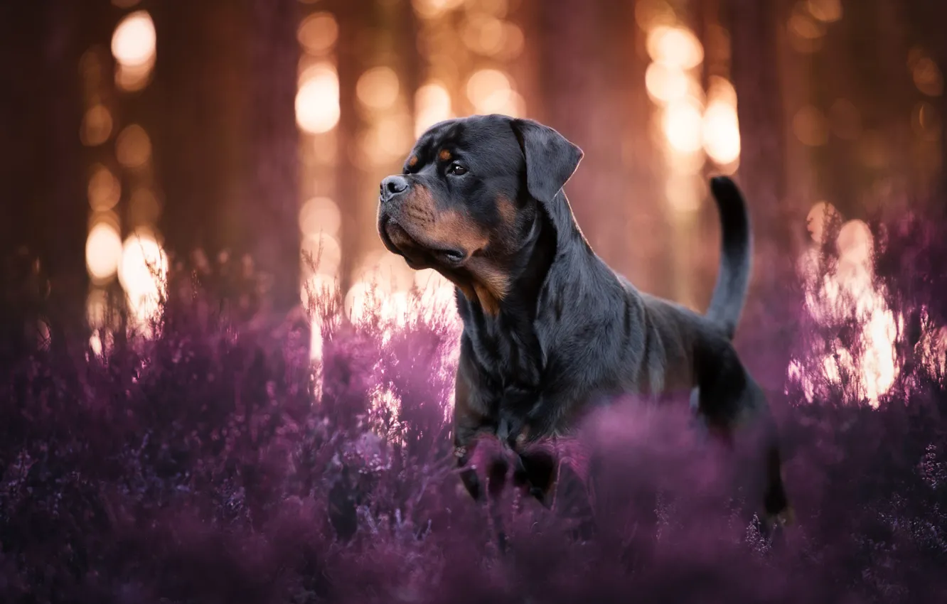 Photo wallpaper look, light, trees, nature, pose, sprig, glade, black