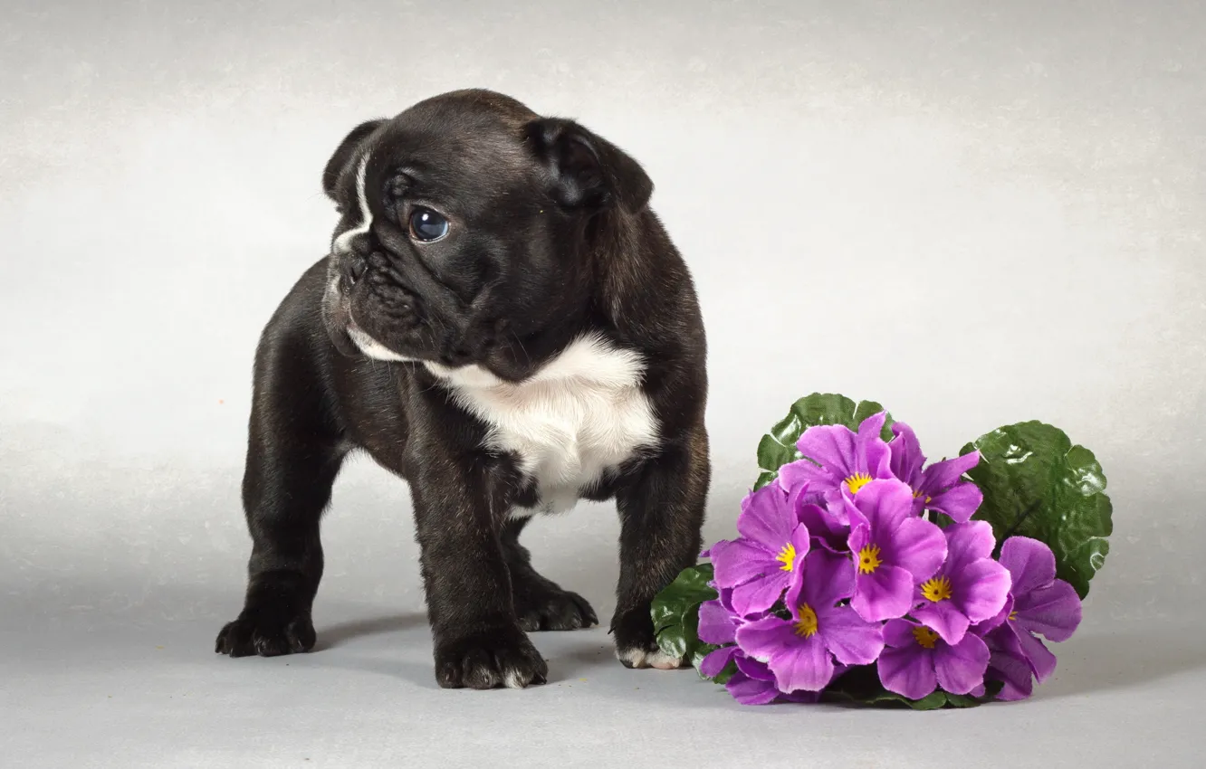 Photo wallpaper flowers, dog, puppy