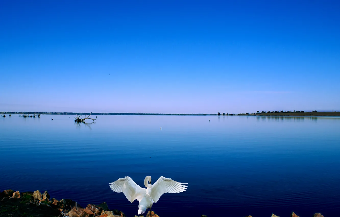 Photo wallpaper swan, lake, blue sky