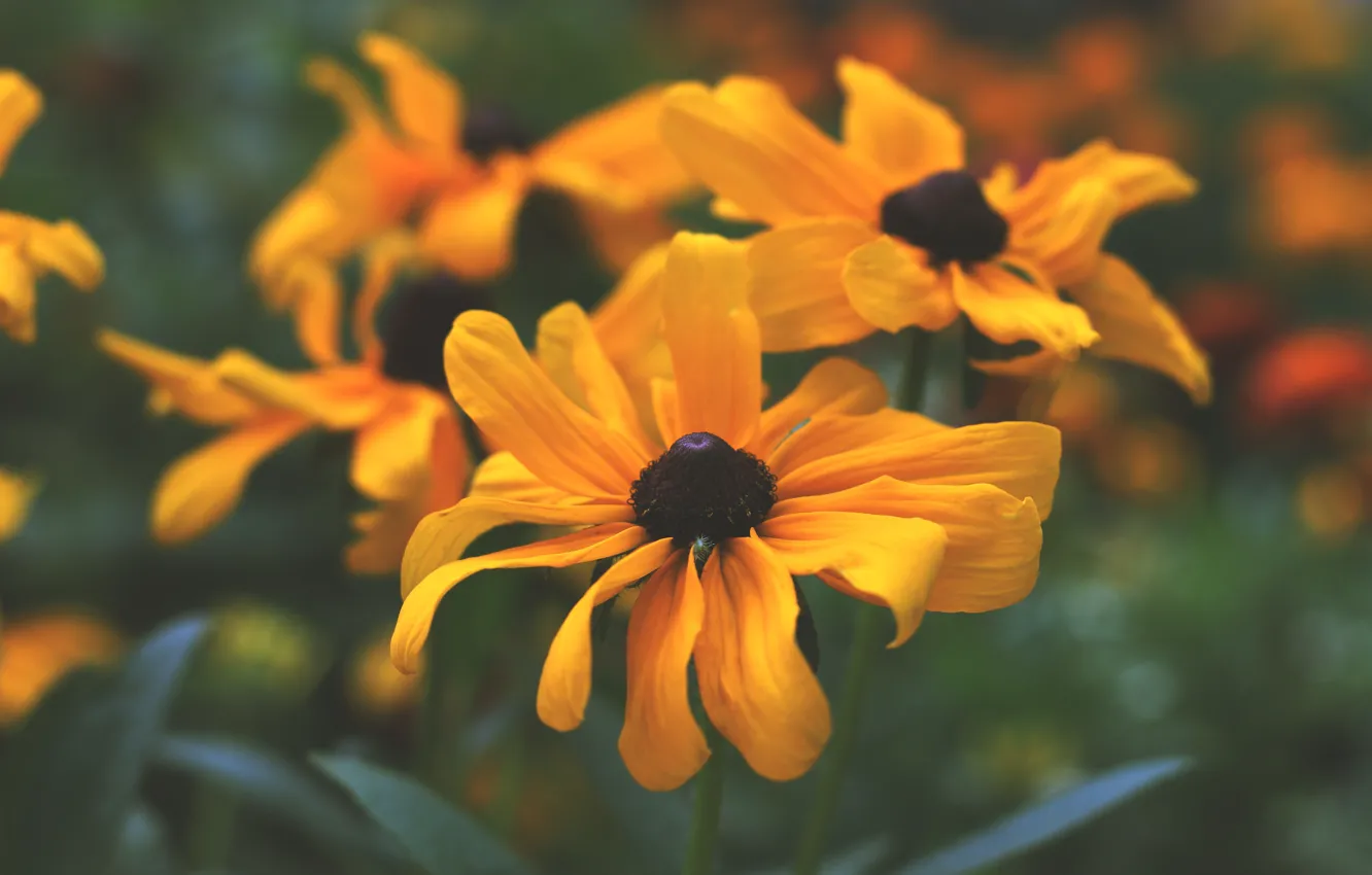 Photo wallpaper flowers, orange, yellow, garden, flowerbed, bokeh, rudbeckia