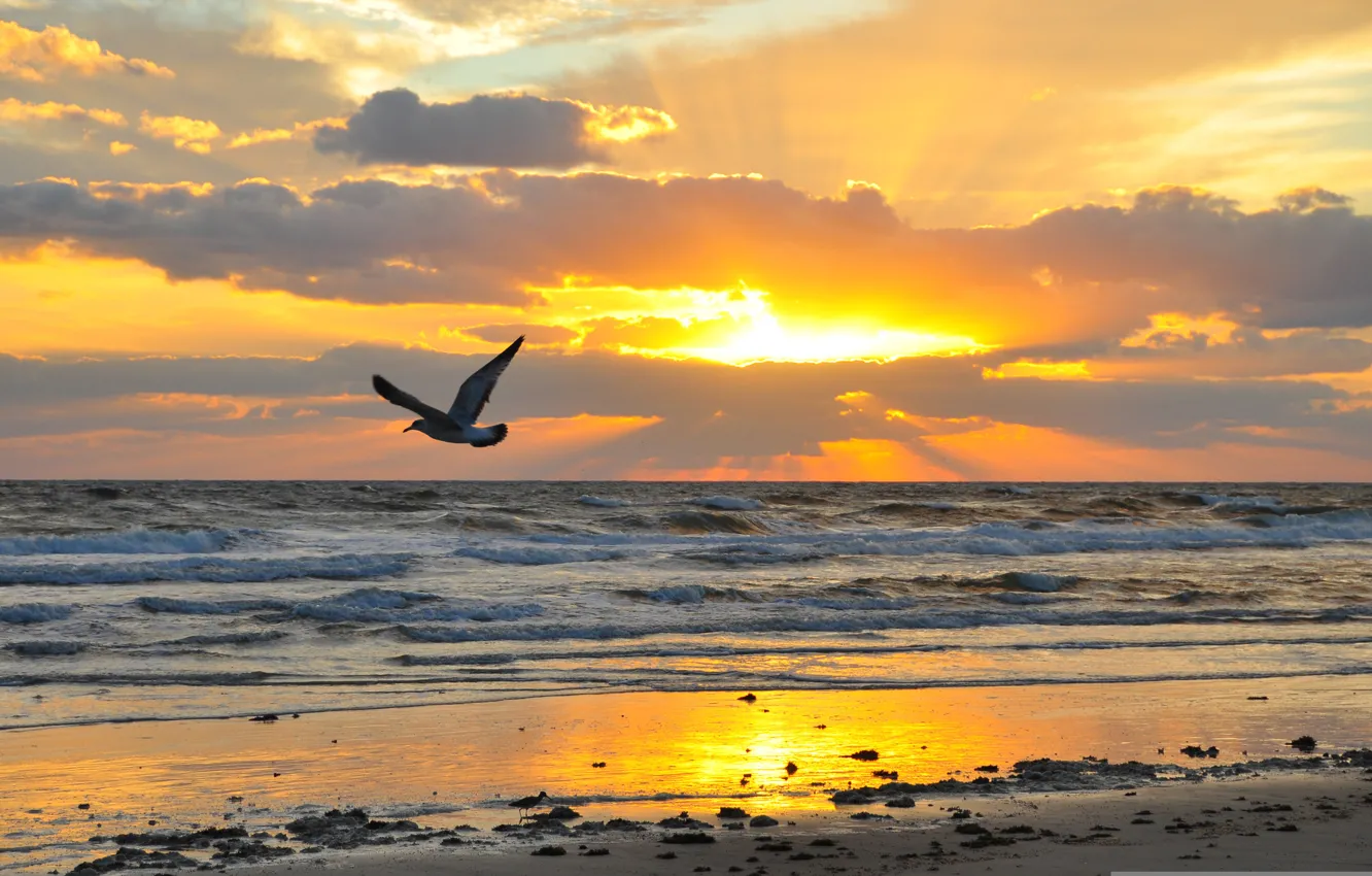 Photo wallpaper sunset, water, the sun, the sky, beach, sand, seagulls