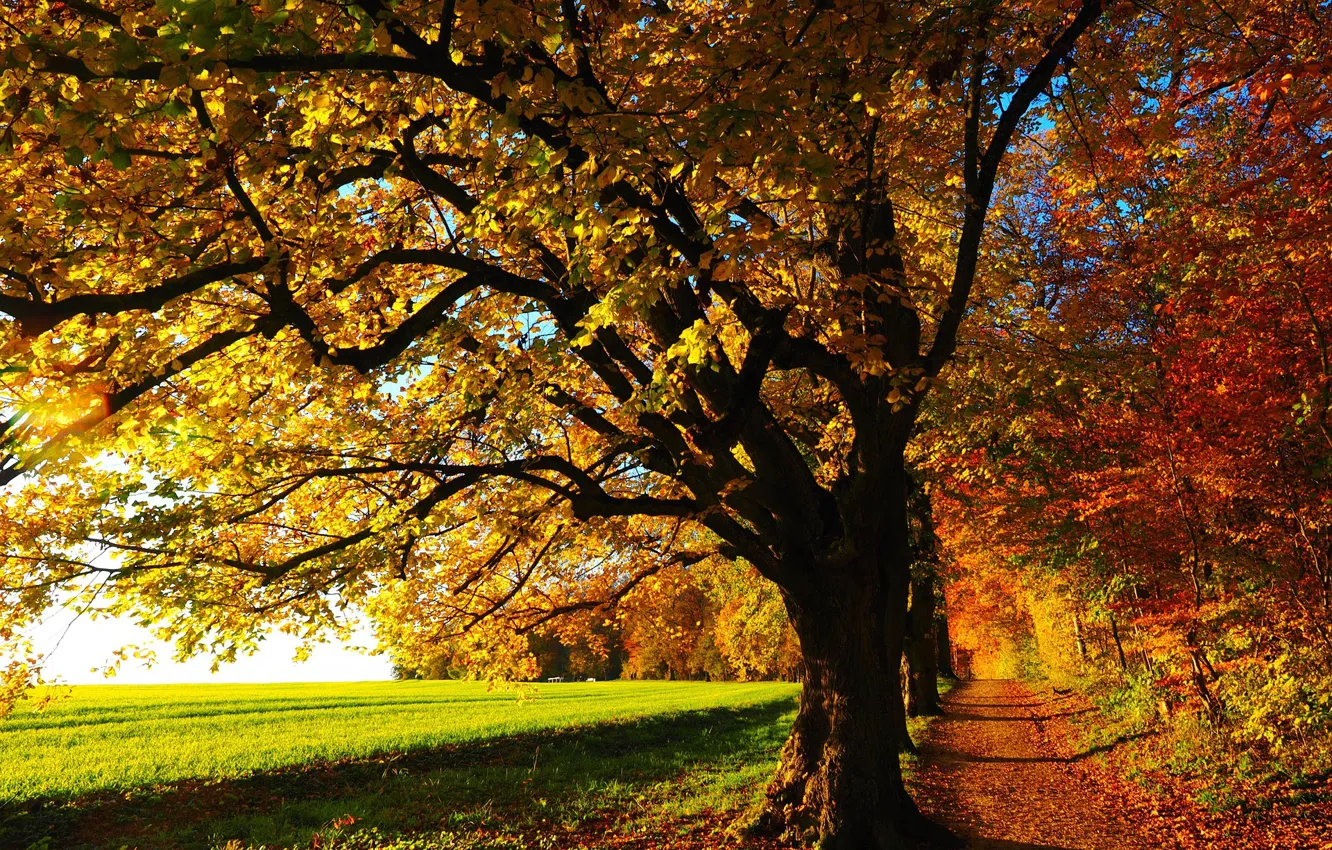 Photo wallpaper track, falling leaves, green field, autumn trees
