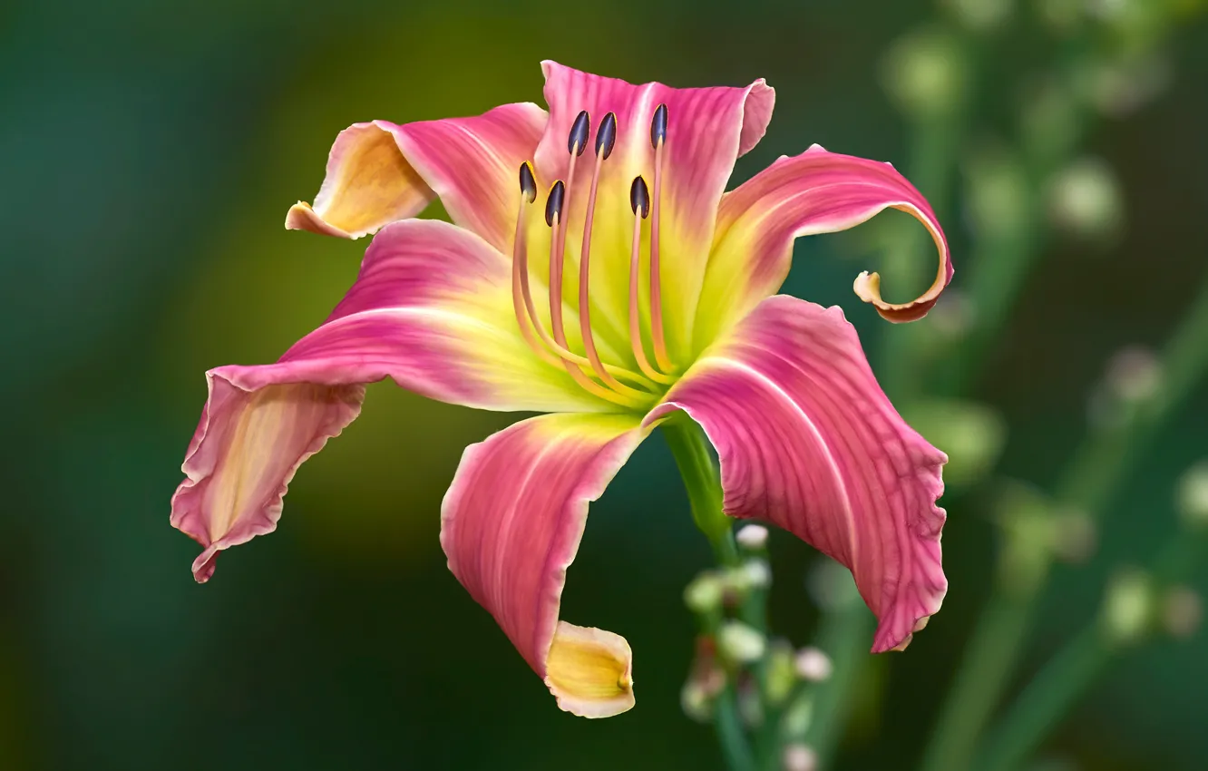 Photo wallpaper flower, pink, Lily, petals, garden, stamens, two-tone, green background