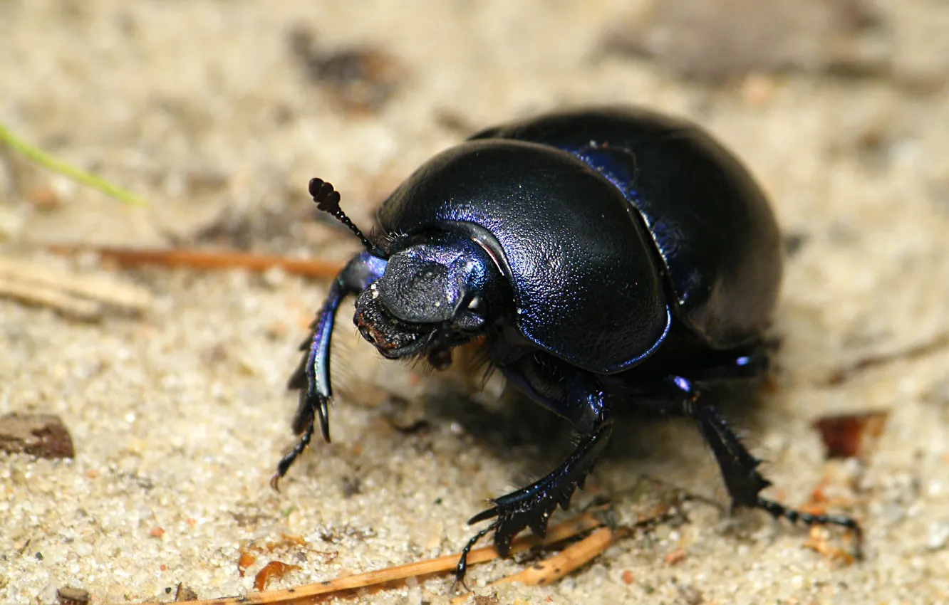 Photo wallpaper black, beetle, insect