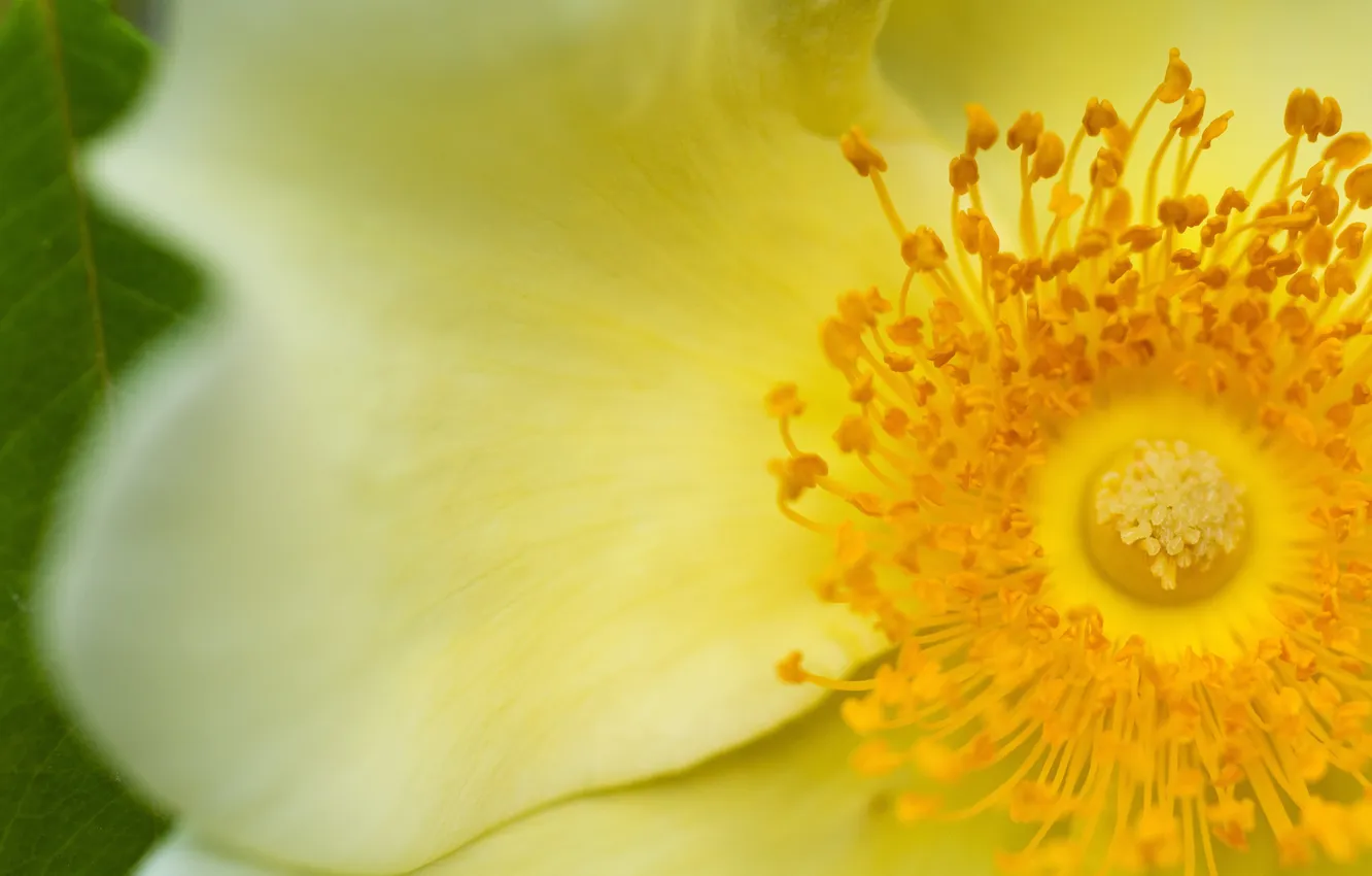 Photo wallpaper flowers, petals, stamens