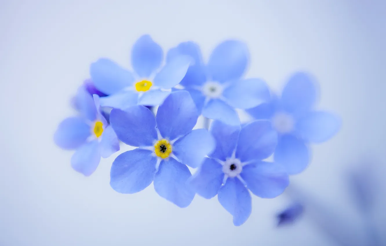 Photo wallpaper flowers, background, petals, blue, forget-me-nots