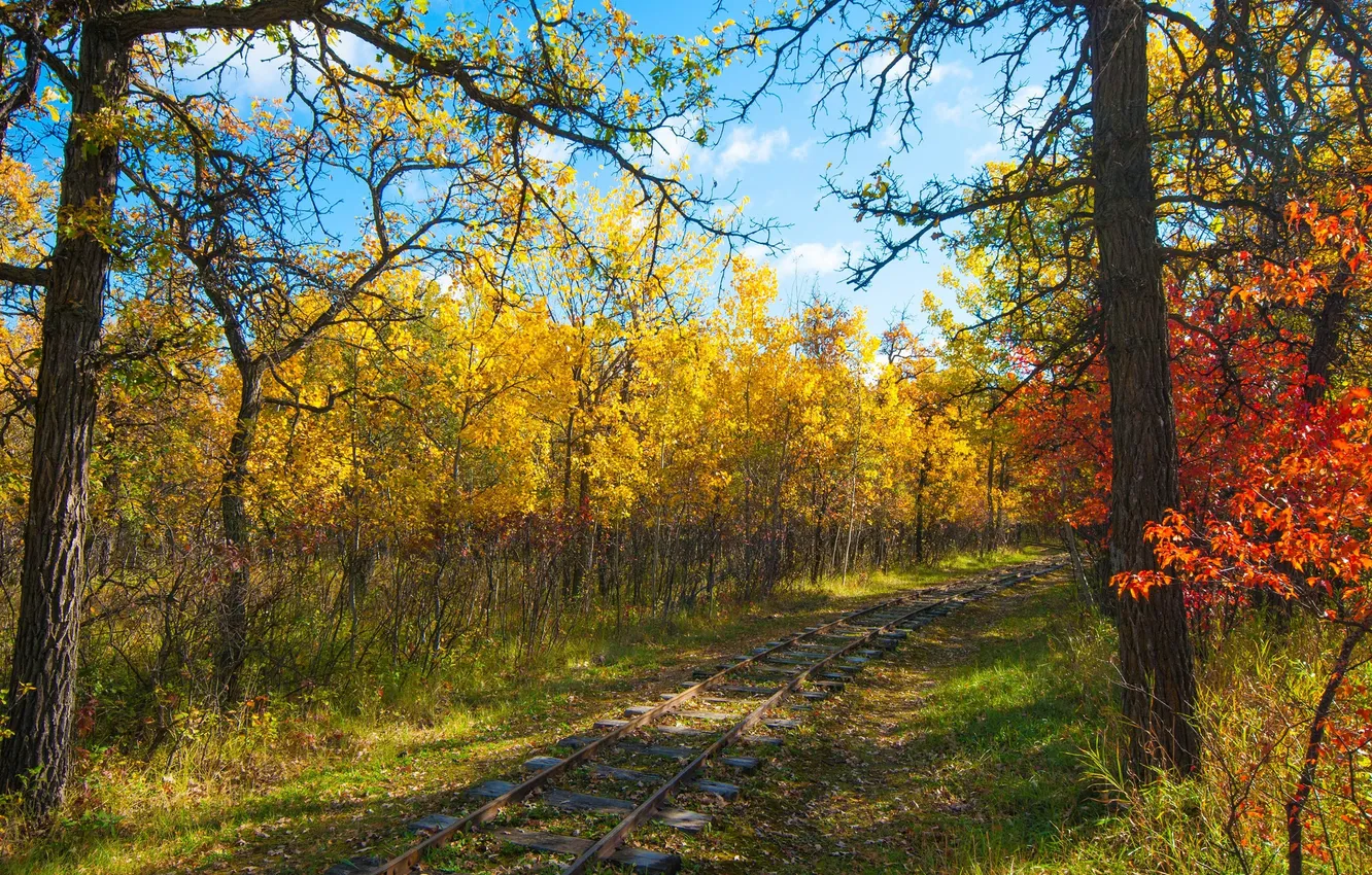 Photo wallpaper autumn, forest, trees, rails