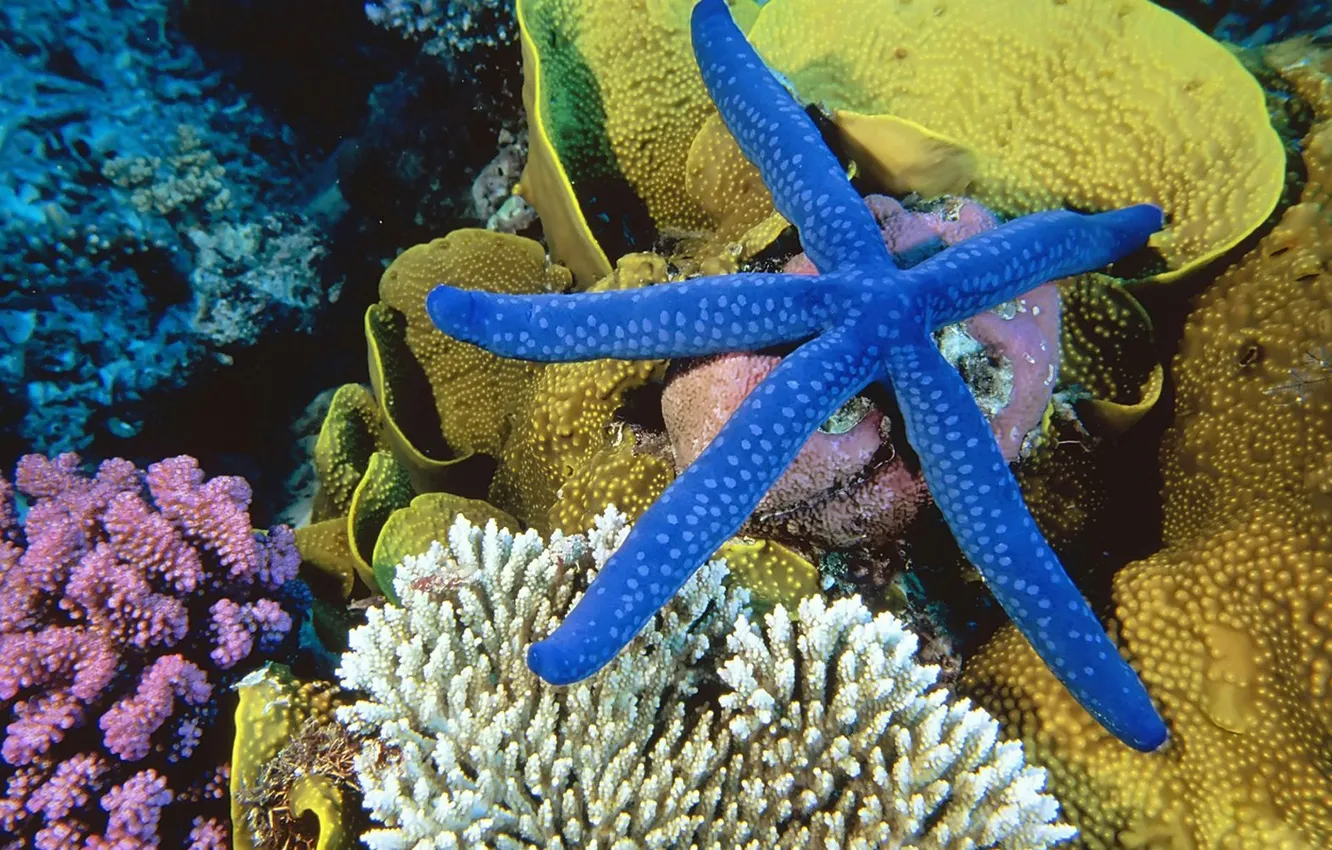 Photo wallpaper sea, corals, starfish, underwater world, underwater
