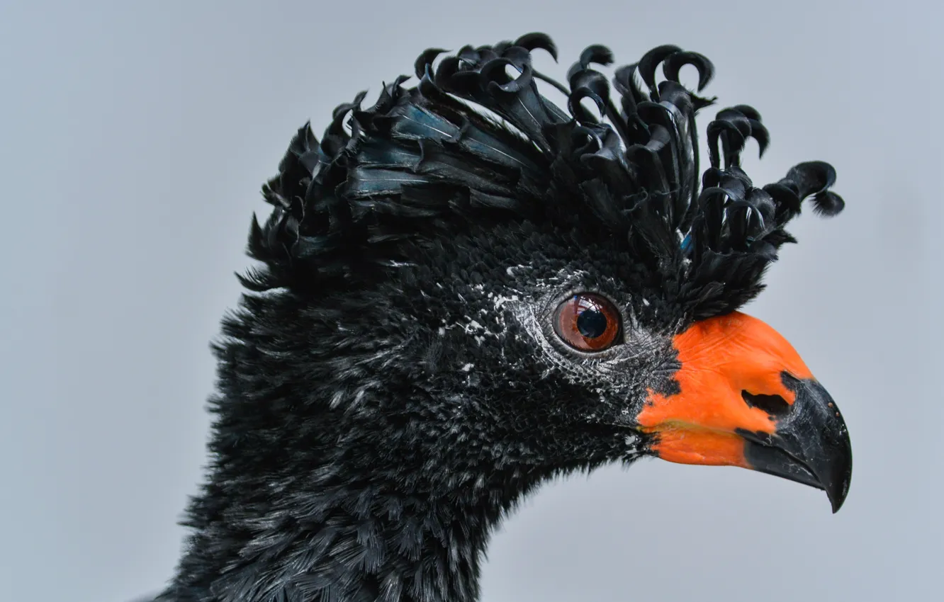 Photo wallpaper animals, bird, animal, Black Eagle, black curassow