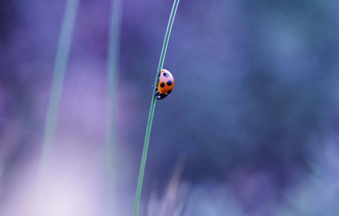 Photo wallpaper macro, ladybug, beetle, stem, insect, a blade of grass