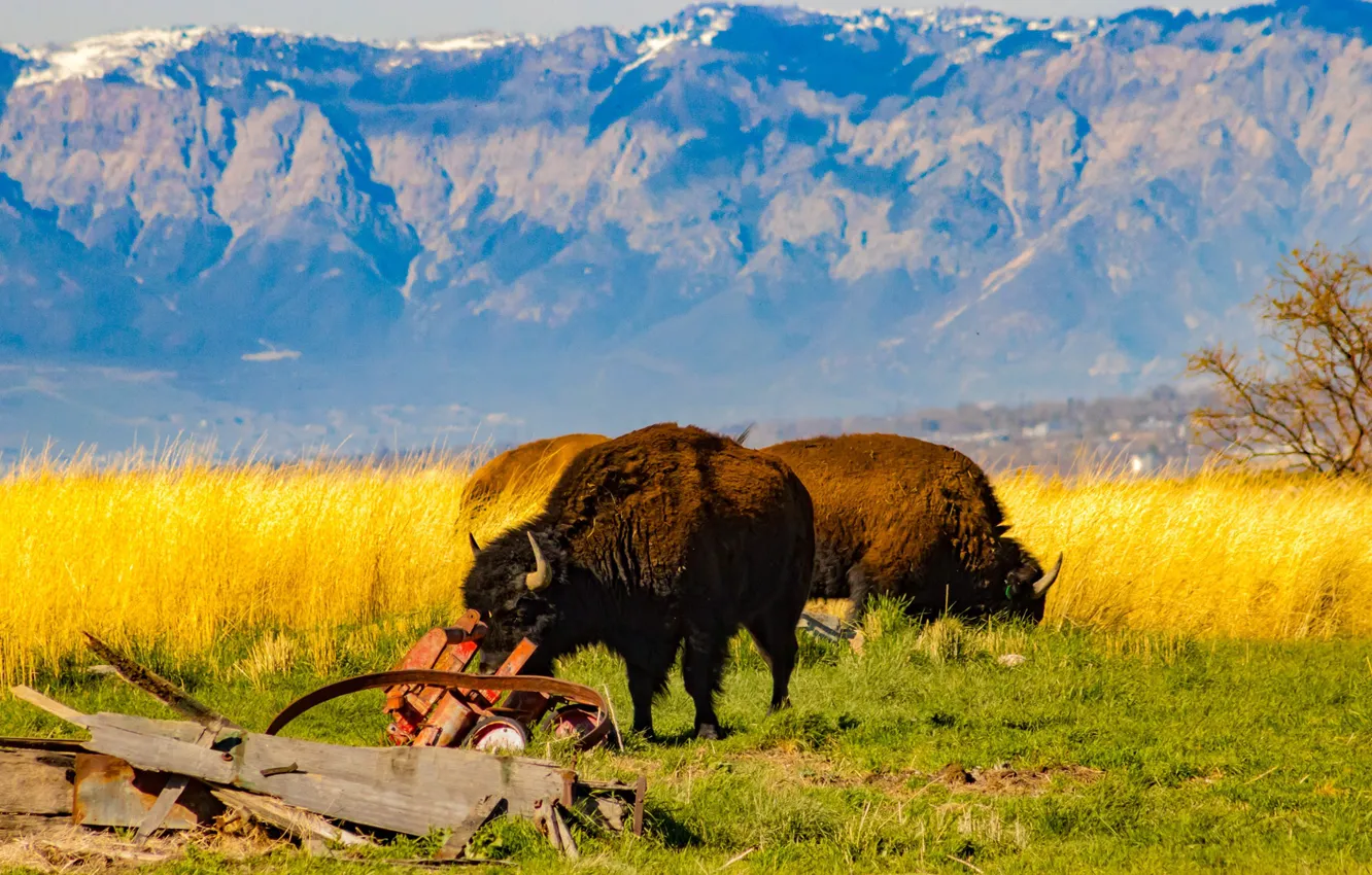Photo wallpaper horns, field, animals, landscape, nature, mountains, bokeh, wildlife
