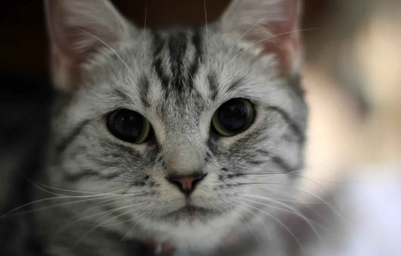 Photo wallpaper tiger, cat, face, cats, cute, tabby