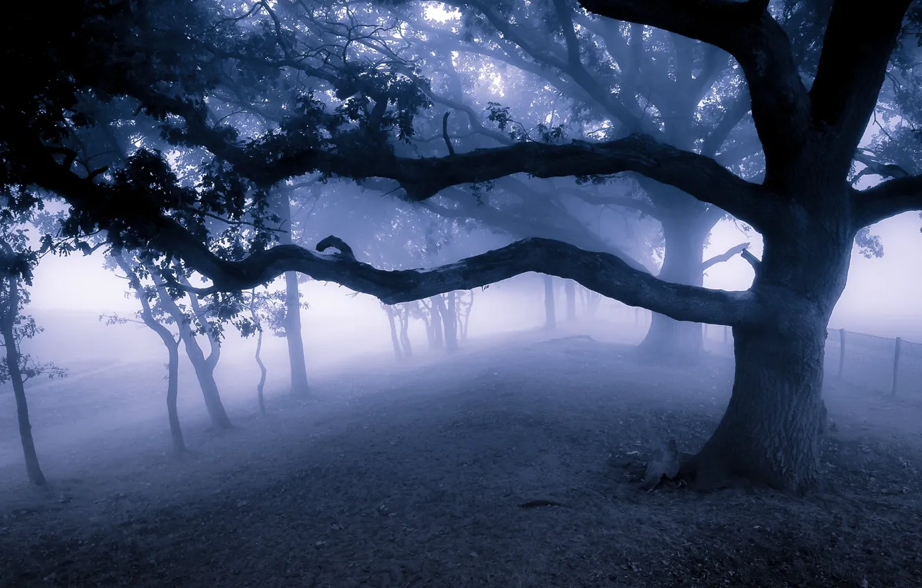 Photo wallpaper trees, night, branches, fog, Park, twilight, alley