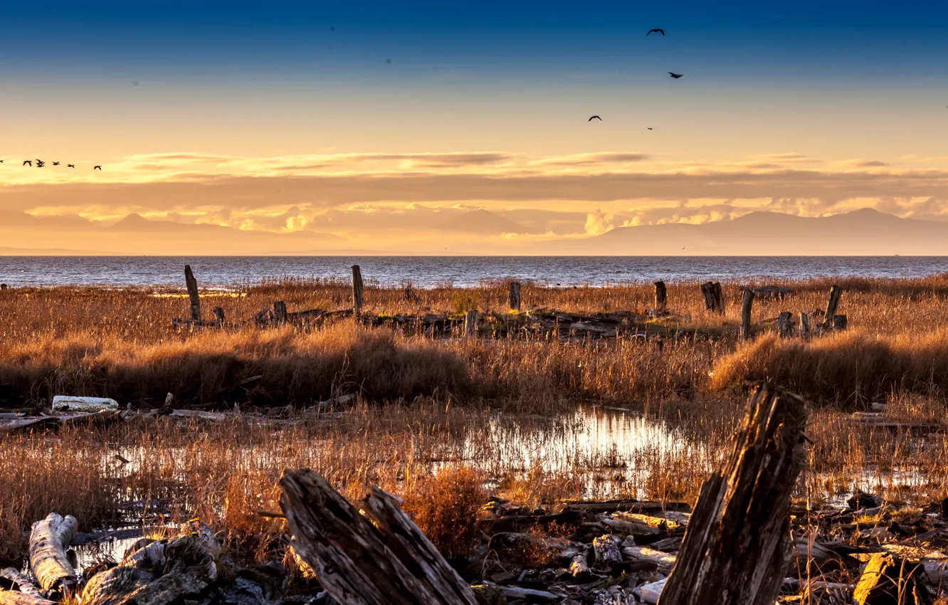 Photo wallpaper sea, flying, sunset, seascape, mountains, clouds, horizon, ducks