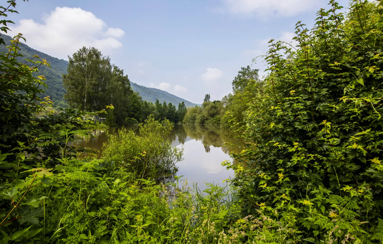 Photo wallpaper greens, forest, summer, trees, mountains, pond, Germany, Nehren