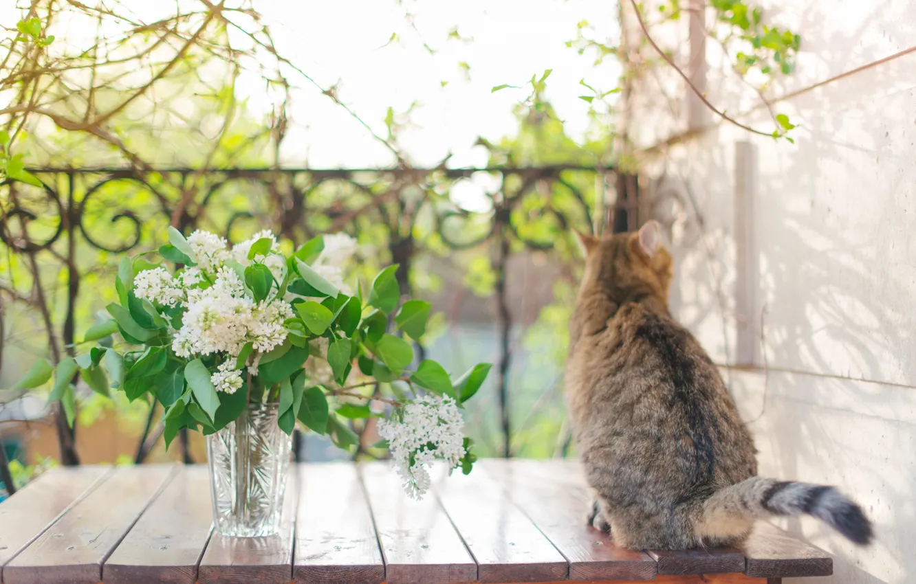 Photo wallpaper cat, white, cat, flowers, branches, table, grey, mood