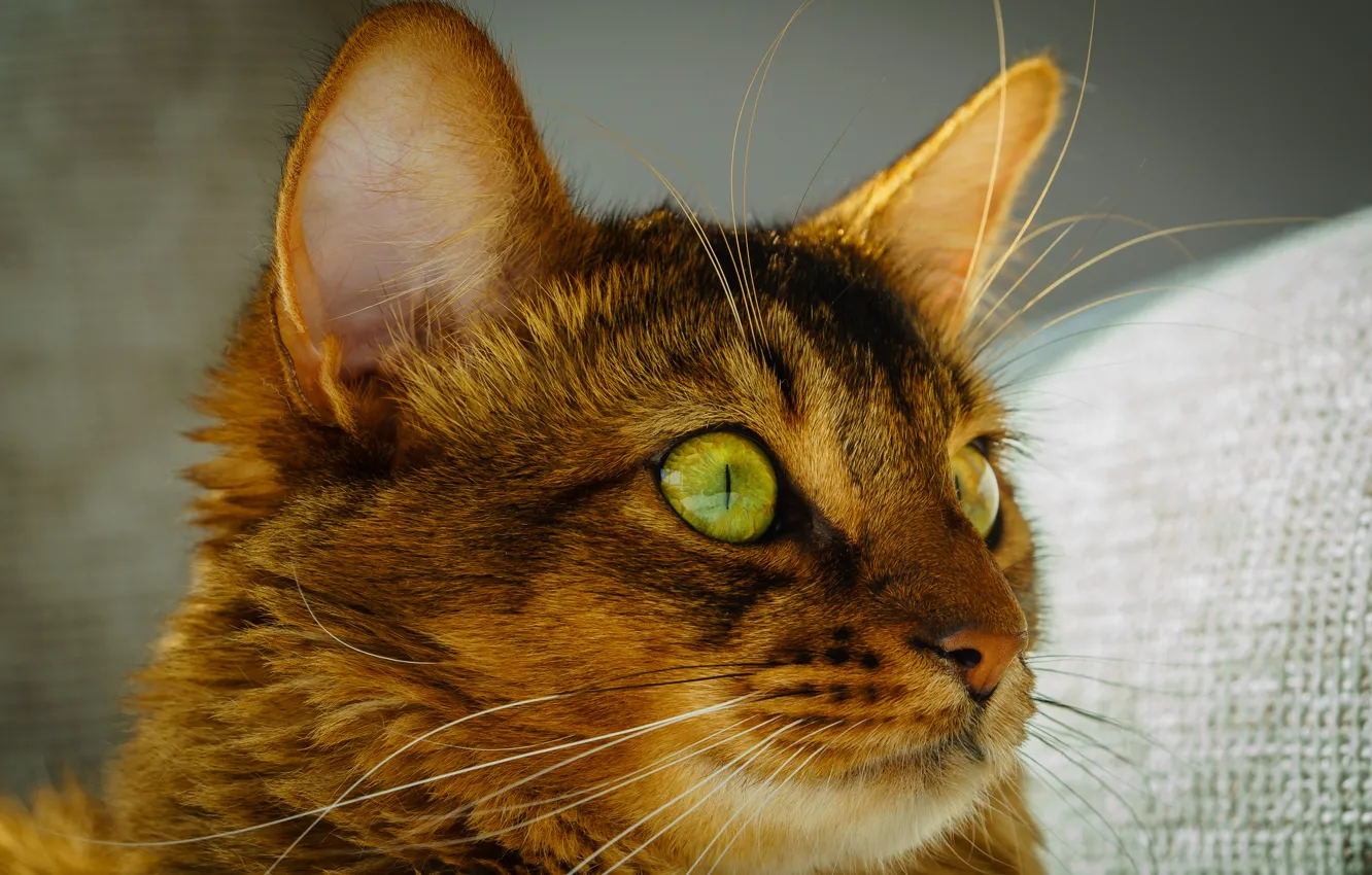 Photo wallpaper cat, eyes, cat, mustache, look, face, green, ears