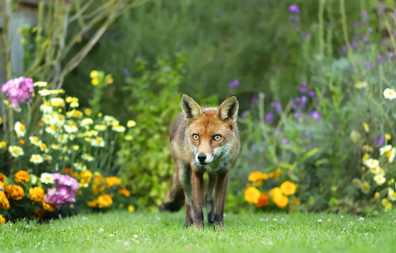Wallpaper look, flowers, Fox, walk, flowerbed for mobile and desktop, section животные