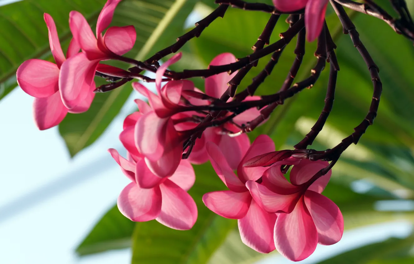 Photo wallpaper leaves, flowers, branches, petals, pink, bokeh, plumeria, frangipani