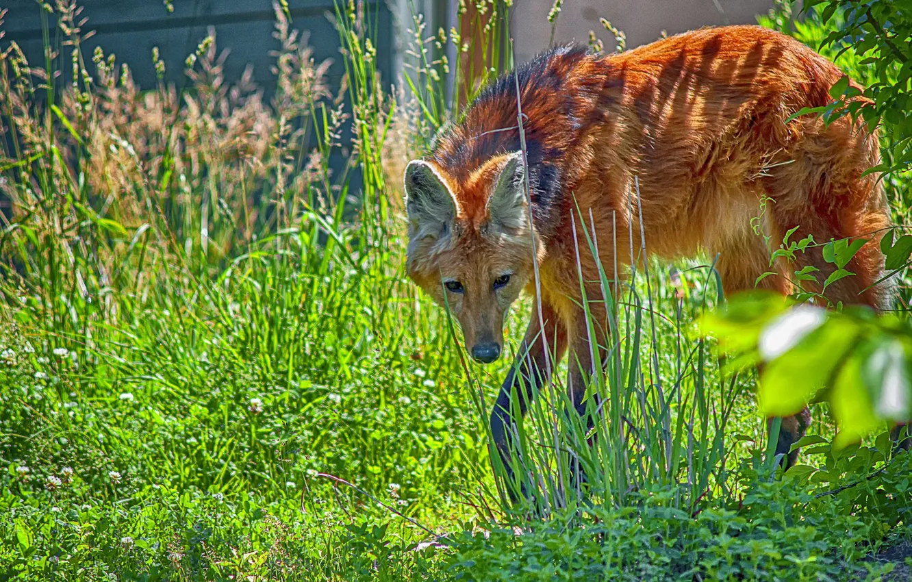 Photo wallpaper fox, hunting, sout america, Mane Wolf