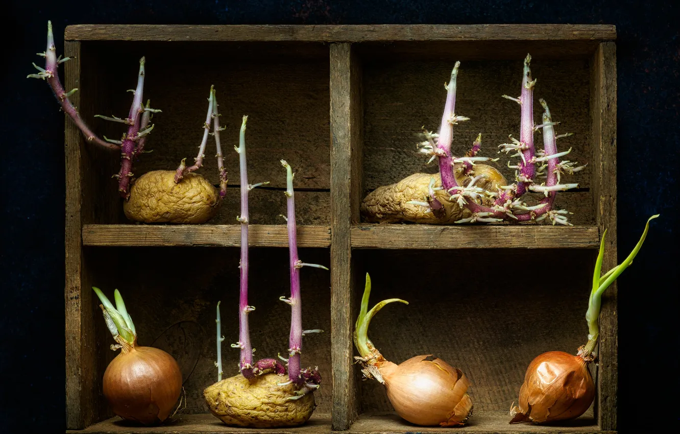 Photo wallpaper Rostock, still life, shelves, potatoes, Lulu