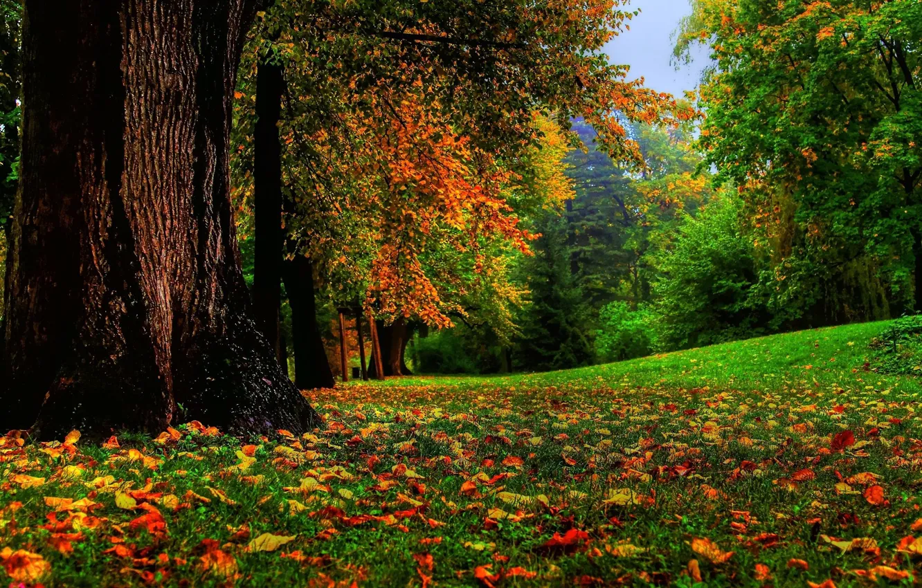 Photo wallpaper autumn, forest, grass, falling leaves